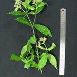 Psychotria horizontalis Beste bat