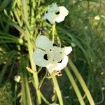 Dietes bicolor Květ