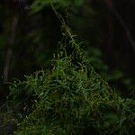 Merremia tridentata Hoja