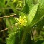 Acanthospermum hispidum Kvet