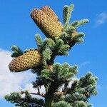 Abies procera Gyümölcs