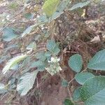 Rubus ellipticus Leaf