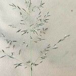 Eragrostis cylindriflora Kukka