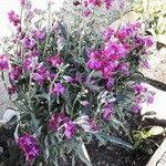 Matthiola incana Kwiat