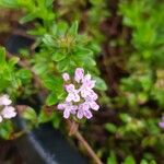 Thymus longicaulis 花