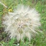 Tragopogon dubius 果實