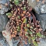 Petrosedum forsterianum Habit