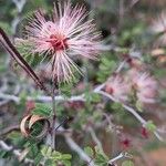 Calliandra eriophylla फूल