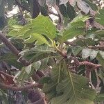 Artocarpus altilis Leaf
