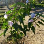 Ipomoea carnea Hábito