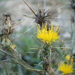 Centaurea solstitialis Libunga