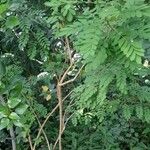 Indigofera arrecta Hábito
