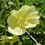 Oenothera triloba Λουλούδι