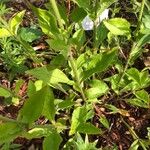 Silene viridiflora Folha