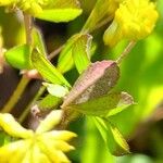 Trifolium dubium Fuelha