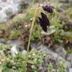 Carex atrofusca Fruit