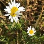 Anthemis cotula Blüte