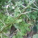 Acacia farnesiana पत्ता
