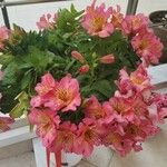 Alstroemeria aureaFlower