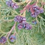 Chamaecyparis lawsoniana Fruit