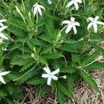 Hippobroma longiflora Kukka