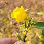 Gelsemium sempervirens Flower