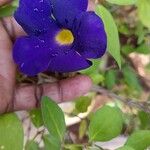 Thunbergia erecta Flor