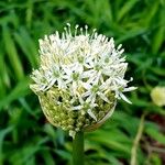 Allium cepa Blomst