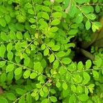 Phyllanthus tenellus Leaf