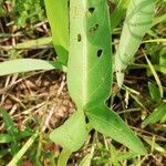 Ipomoea aquatica Blatt