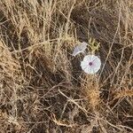 Ipomoea mombassana Flower