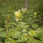 Filipendula ulmaria花