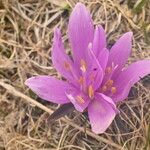 Colchicum bulbocodium Õis