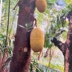 Artocarpus integer Плод