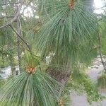 Pinus wallichiana List