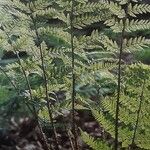 Dryopteris carthusiana Foglia