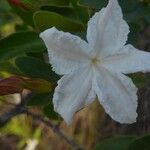 Rhododendron augustinii Flower