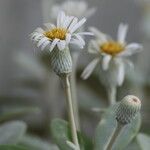 Pachystegia insignis Blüte