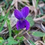 Viola odorataফুল