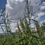 Rumex longifolius Leaf