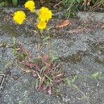 Picris hieracioides Habit