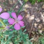 Dianthus rupicola Flower