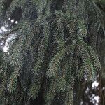 Picea orientalis Leaf