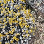 Helichrysum gossypinum