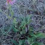 Centaurea nigra অভ্যাস