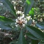 Pittosporum verrucosum Flower