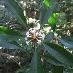 Pittosporum verrucosum Blüte