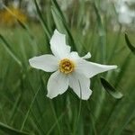 Narcissus poeticus Blüte