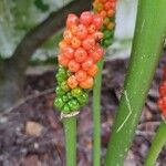 Arum cylindraceum Fruto