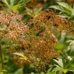 Filipendula rubra Flor